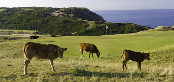 pennard-golf-cows